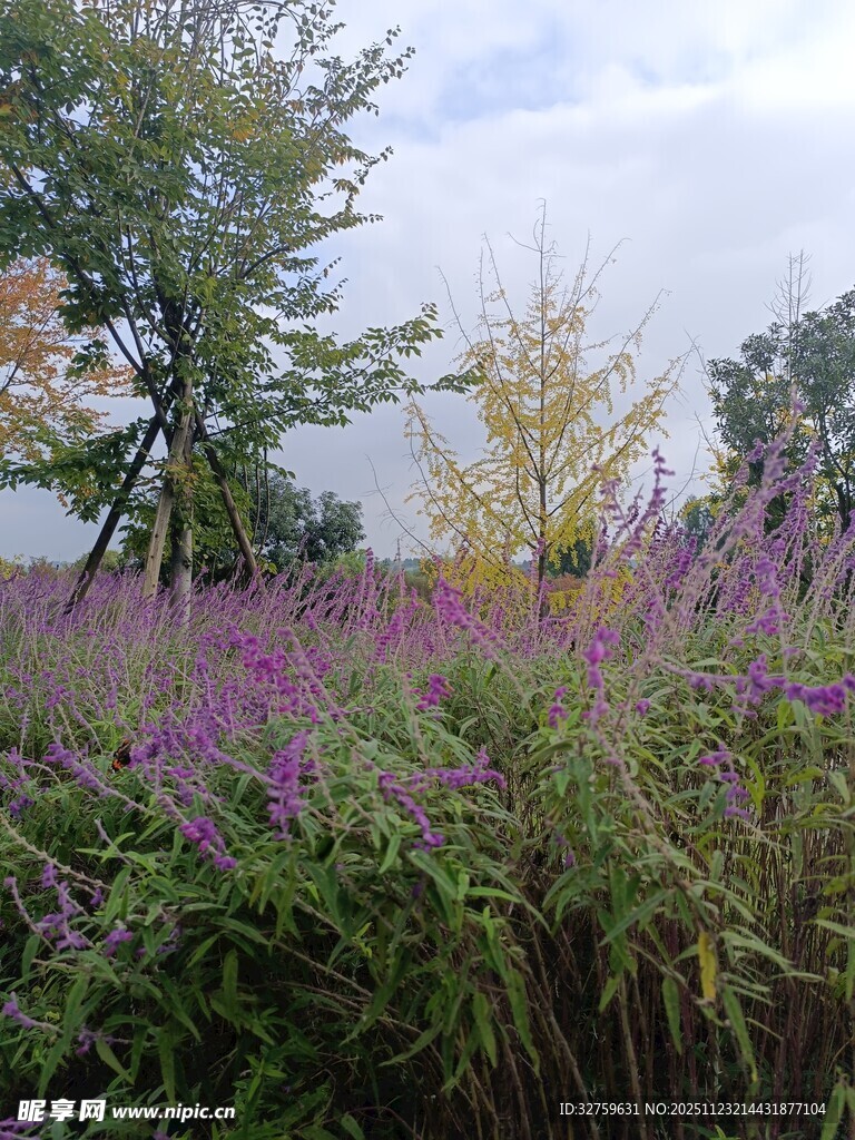 紫色花海中的树木景观