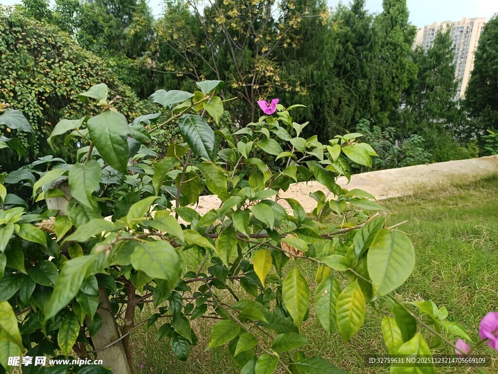 绿叶间绽放的娇艳小花