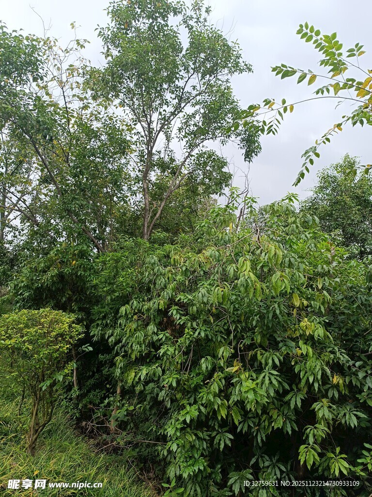 繁茂绿植景观