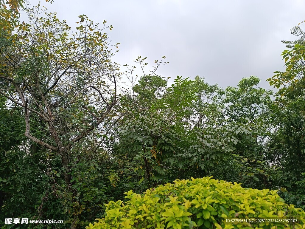 绿意盎然的繁茂植物景观