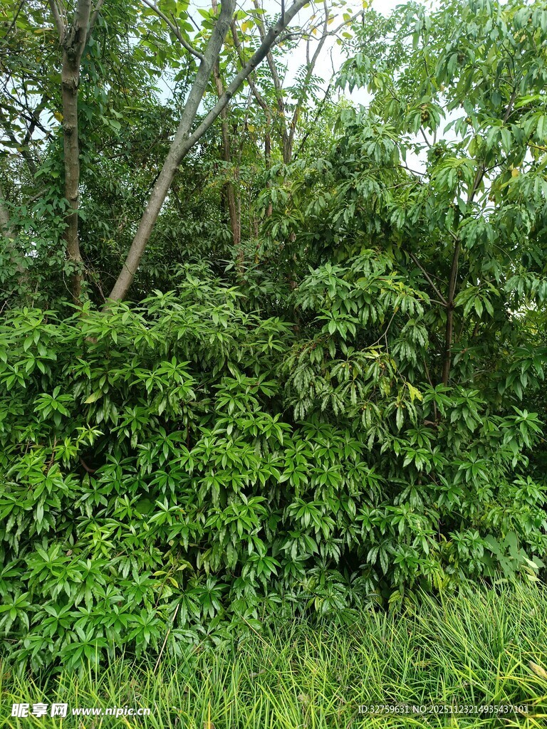 茂密绿意盎然的林间植被