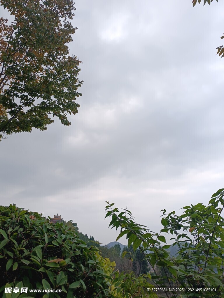 阴天中的绿植景观