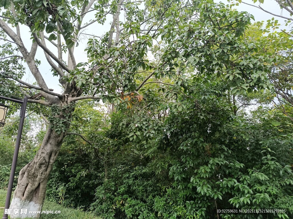 繁茂树林中的树木景观