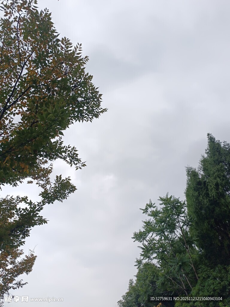 天空下的葱郁树木