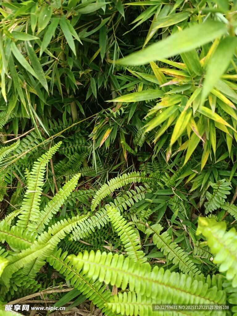 繁茂蕨类植物的绿意景致
