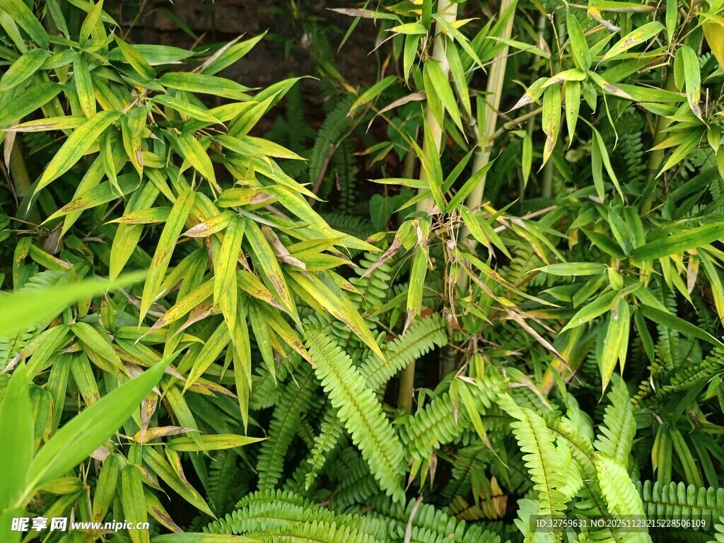 翠绿茂盛的植物景观