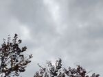 树梢上的灰白云层