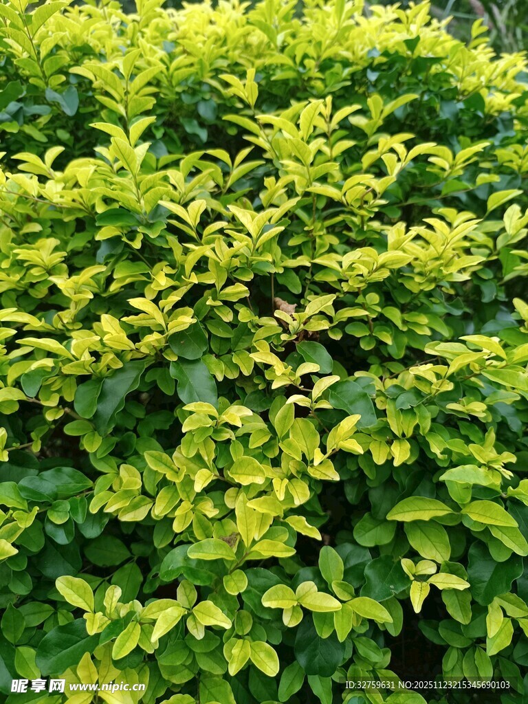 翠绿繁茂的灌木丛