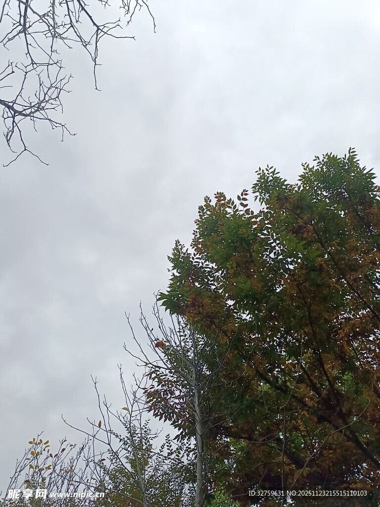 阴天中的树木景象