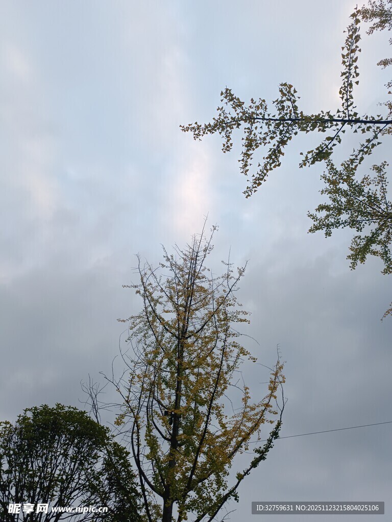 树梢映于灰蒙天空