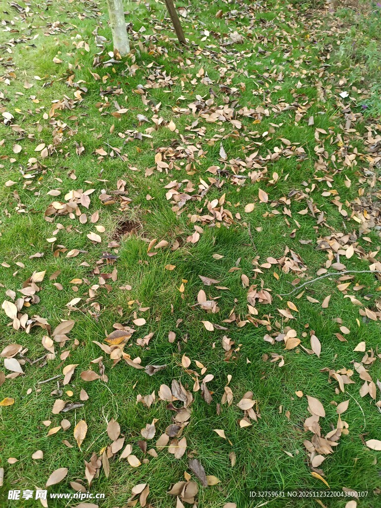 草地散落枯叶的秋日景象