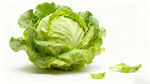 新鲜圆生菜特写