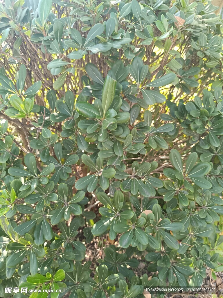 绿叶繁茂的植物景象