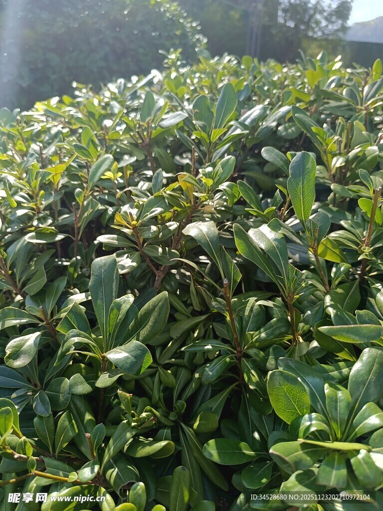 茂盛的绿色水生植物