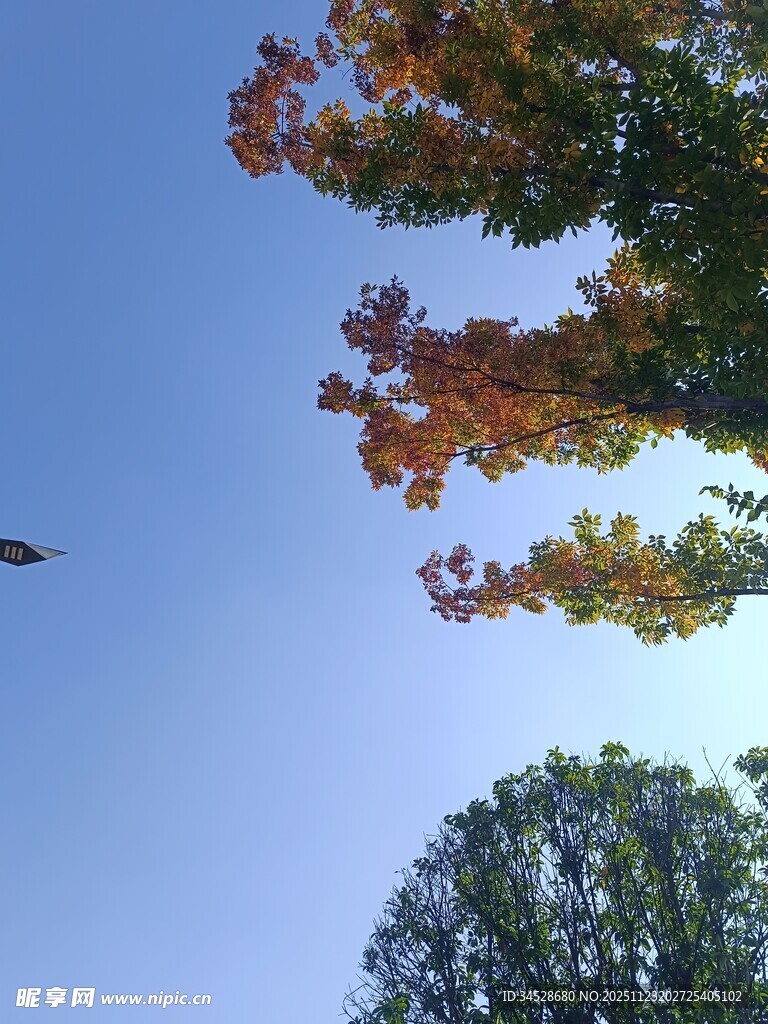 秋日树梢与蓝天美景