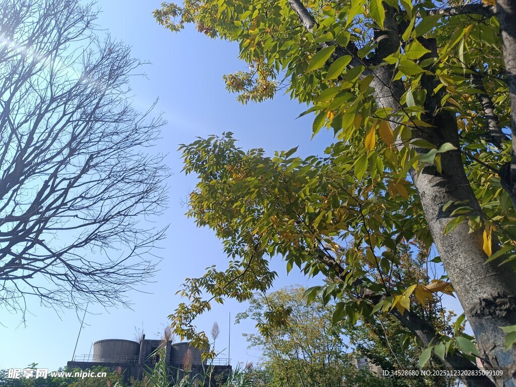 秋日树梢与蓝天美景