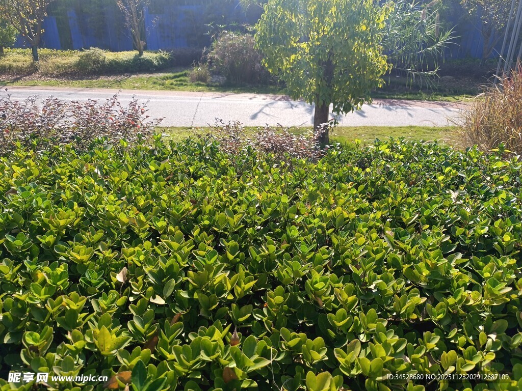 绿意盎然的草地与孤树