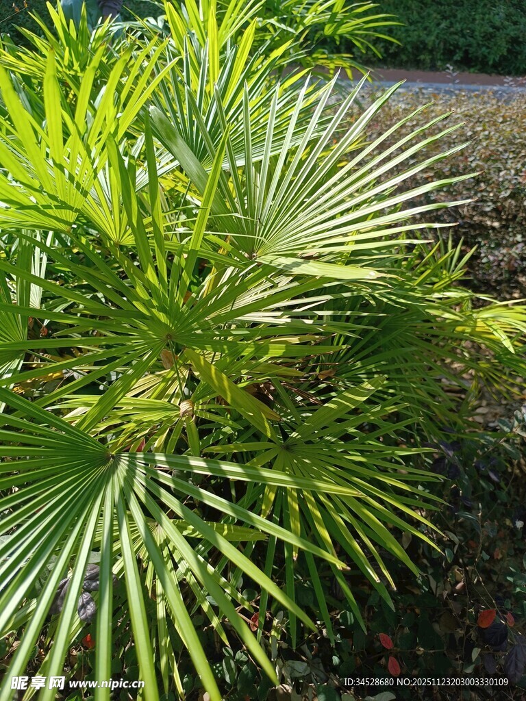 翠绿棕榈植物特写