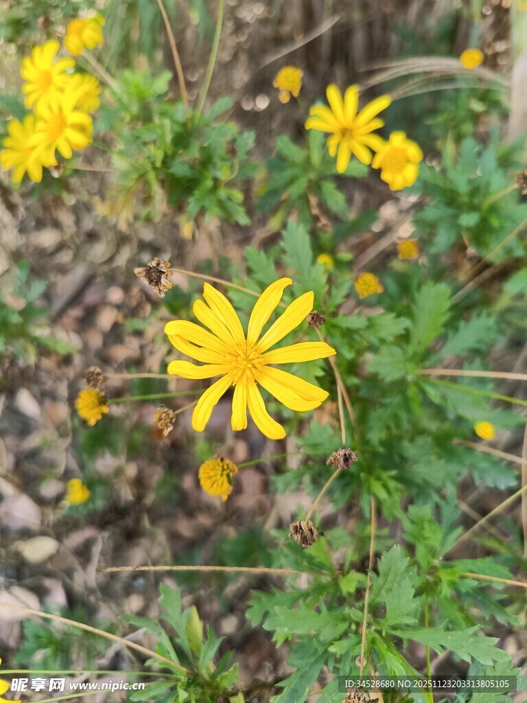 野外黄色小花绽放