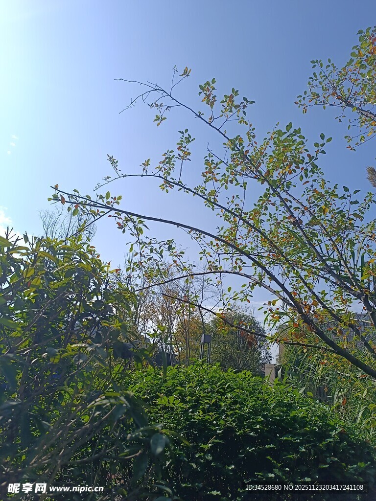 阳光下的繁茂绿植