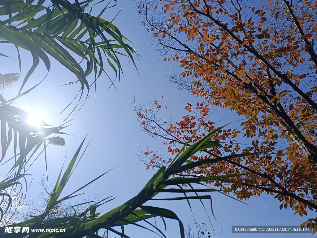 秋日阳光下的绿植与红叶