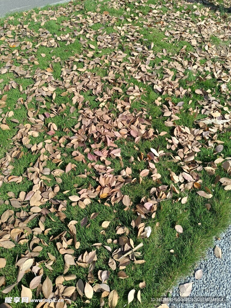 水面漂浮大量死鱼