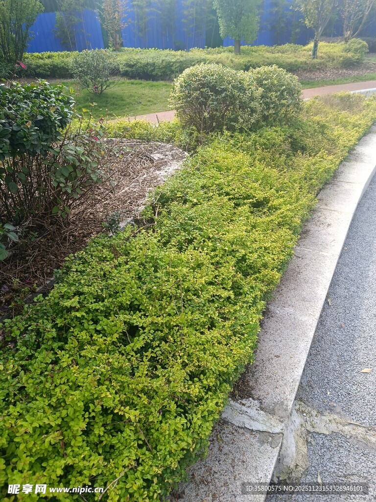 路边翠绿繁茂的低矮植被