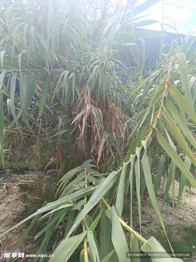 茂盛的热带植物景观