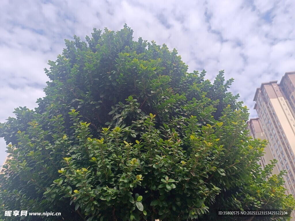 城市中茂盛的绿树