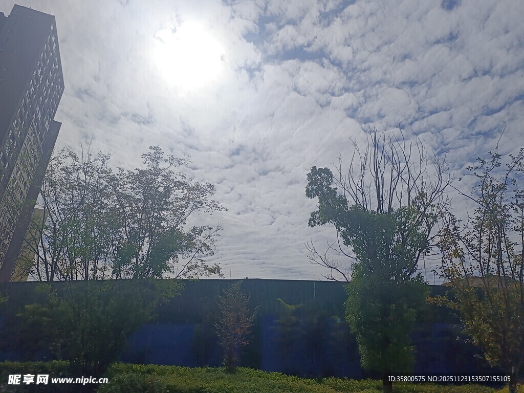 阳光下的城市绿植景观