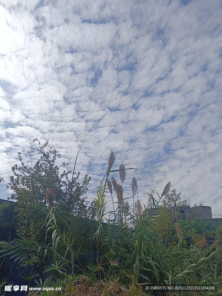 蓝天白云下的绿植景观