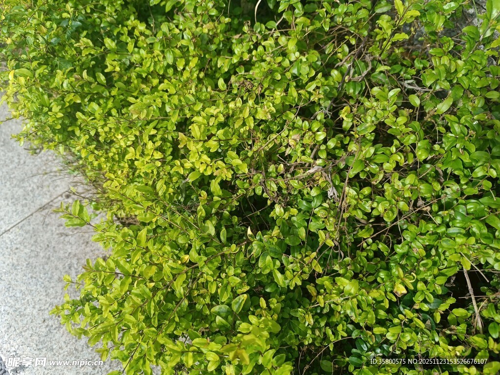 路边翠绿繁茂的灌木丛