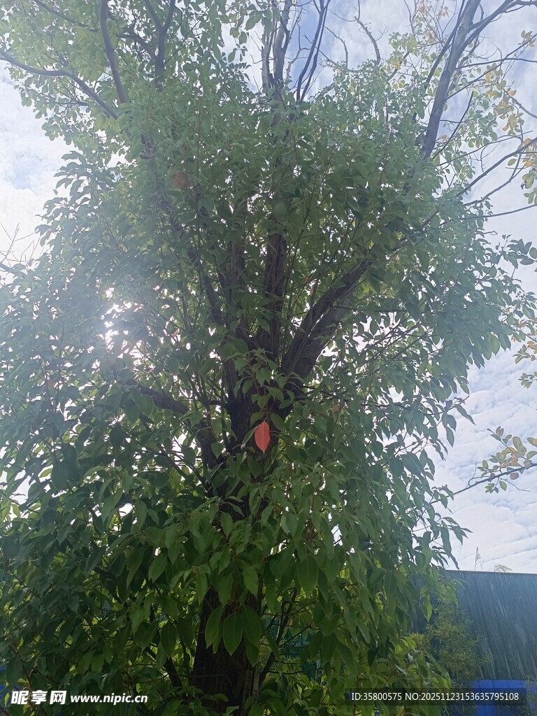 阳光下枝叶繁茂的大树