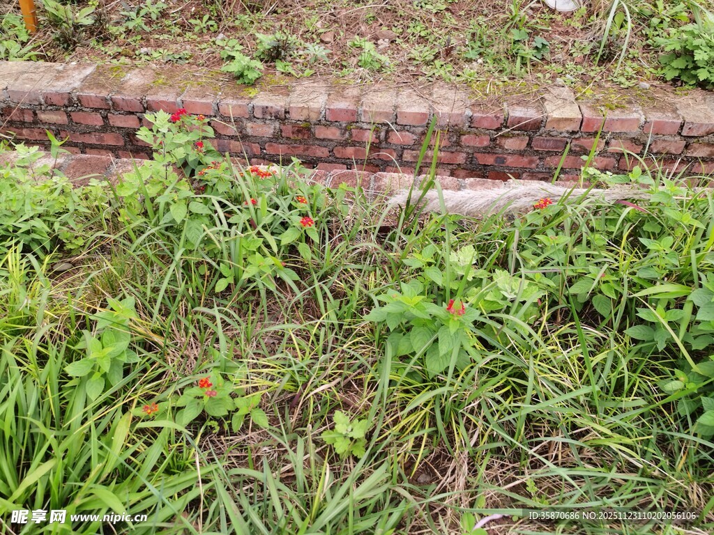 户外草地与砖砌边缘景观