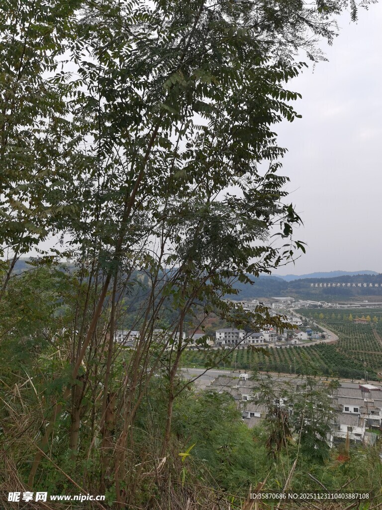 山间树木与远景风光