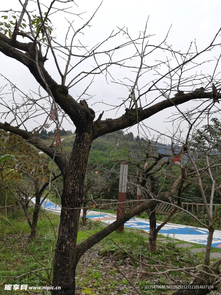 冬日枯树旁的自然景致