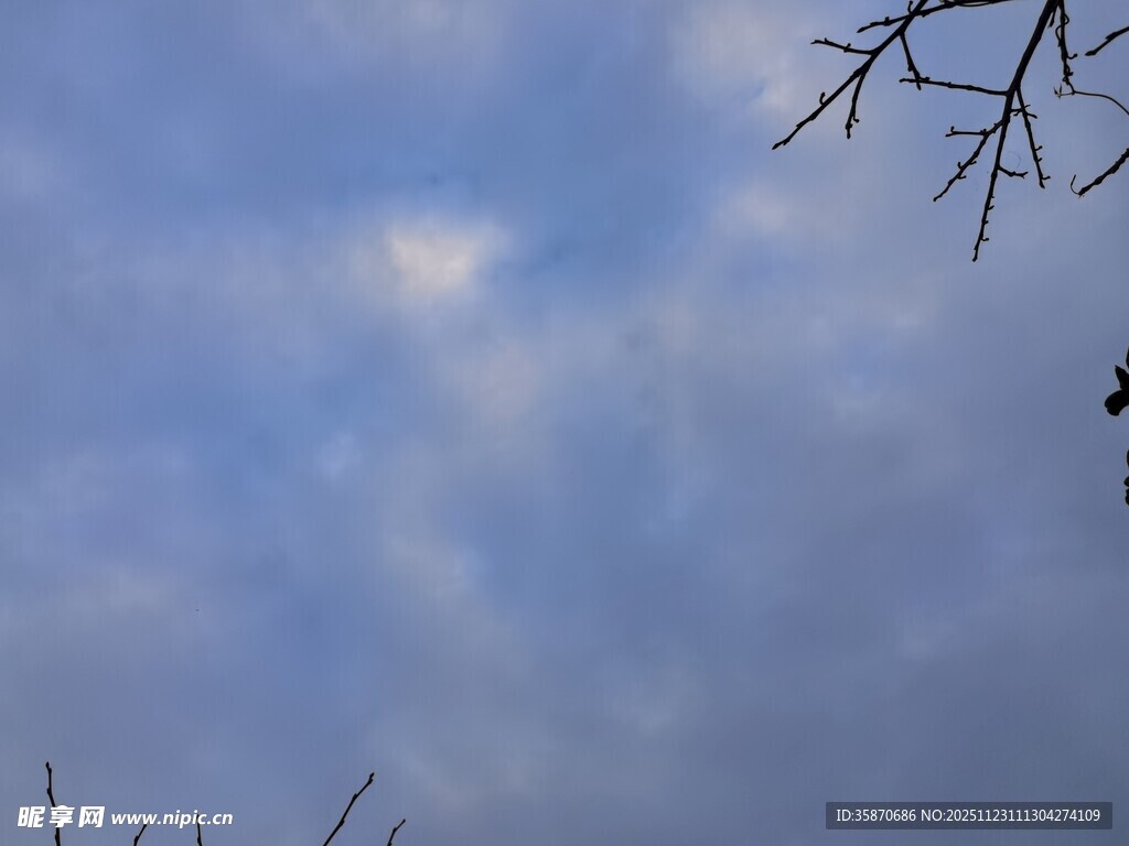 天空中树枝与飞鸟景象