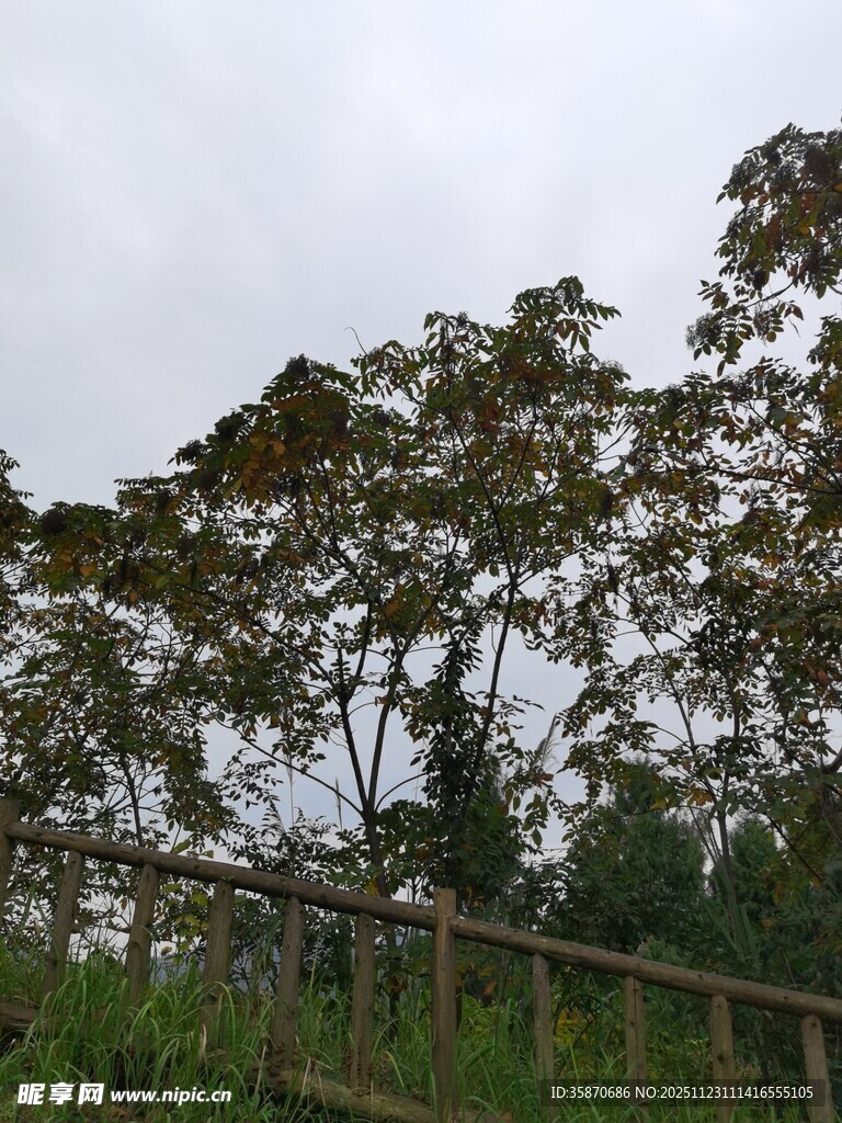 云雾中葱郁的树林景观