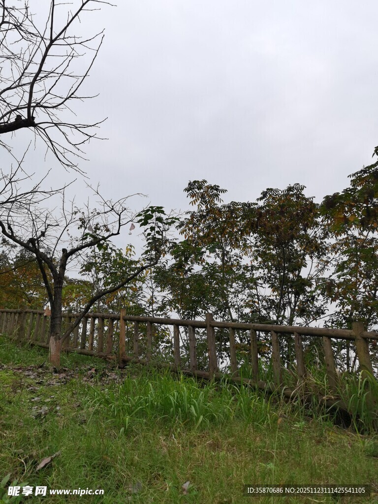 郊外草地旁的树木景观