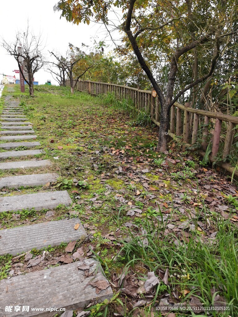 林间石板小径秋景