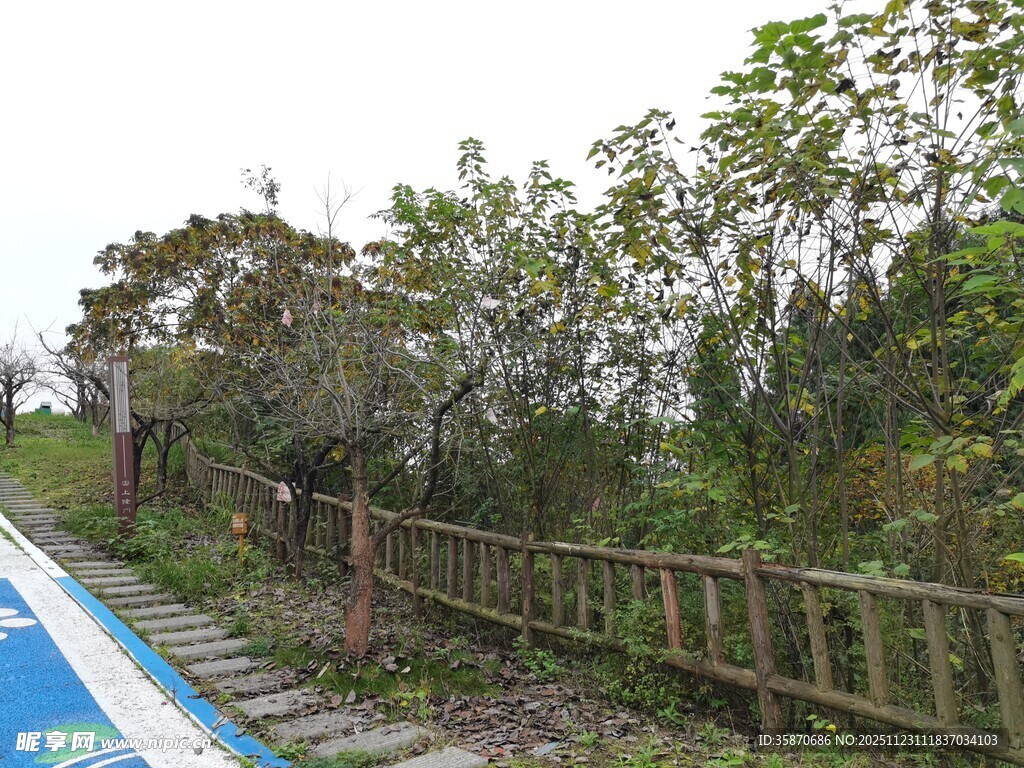 林间木栏旁的蓝色步道