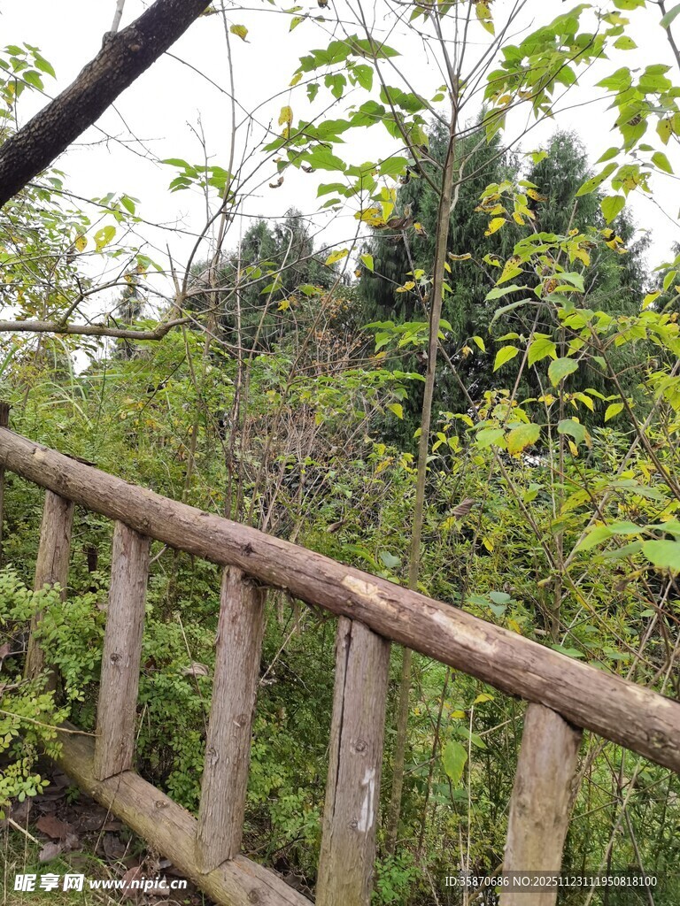 林间木栏杆绿意盎然处