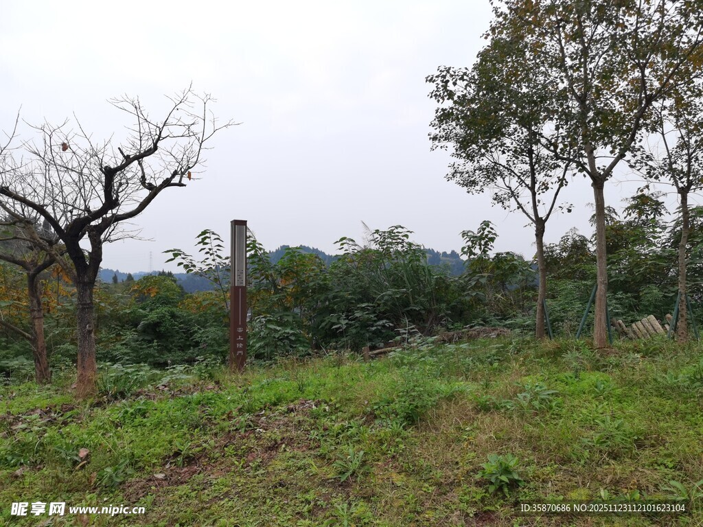 野外空旷草地与树木景象