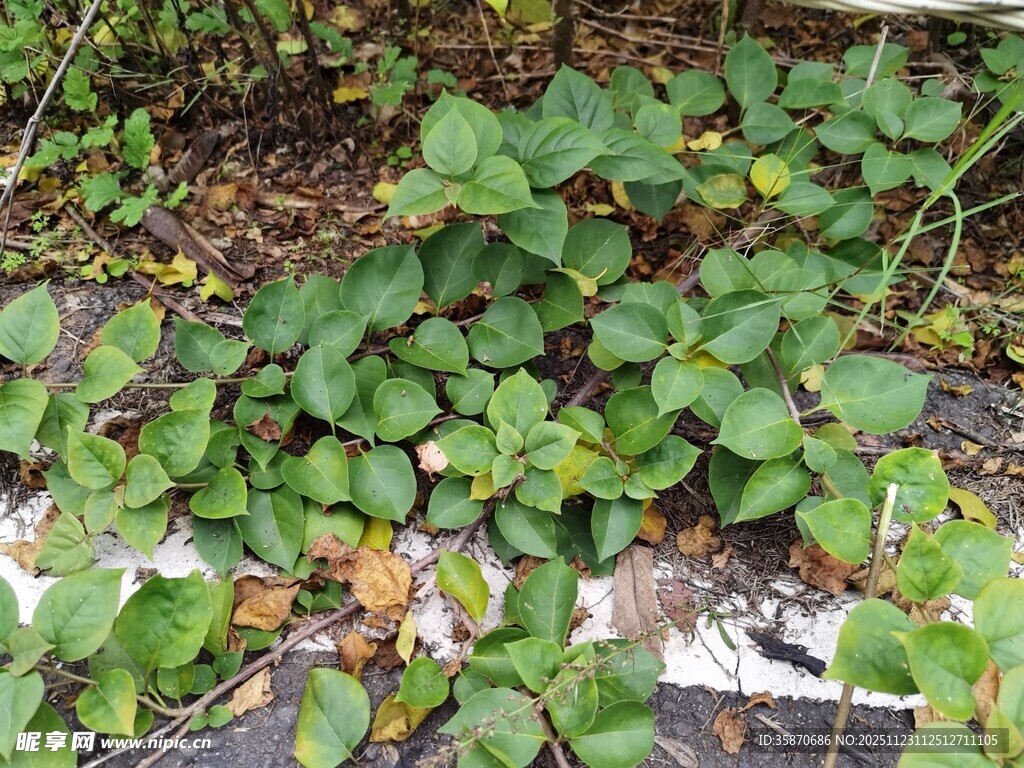 地面生长的绿色植物
