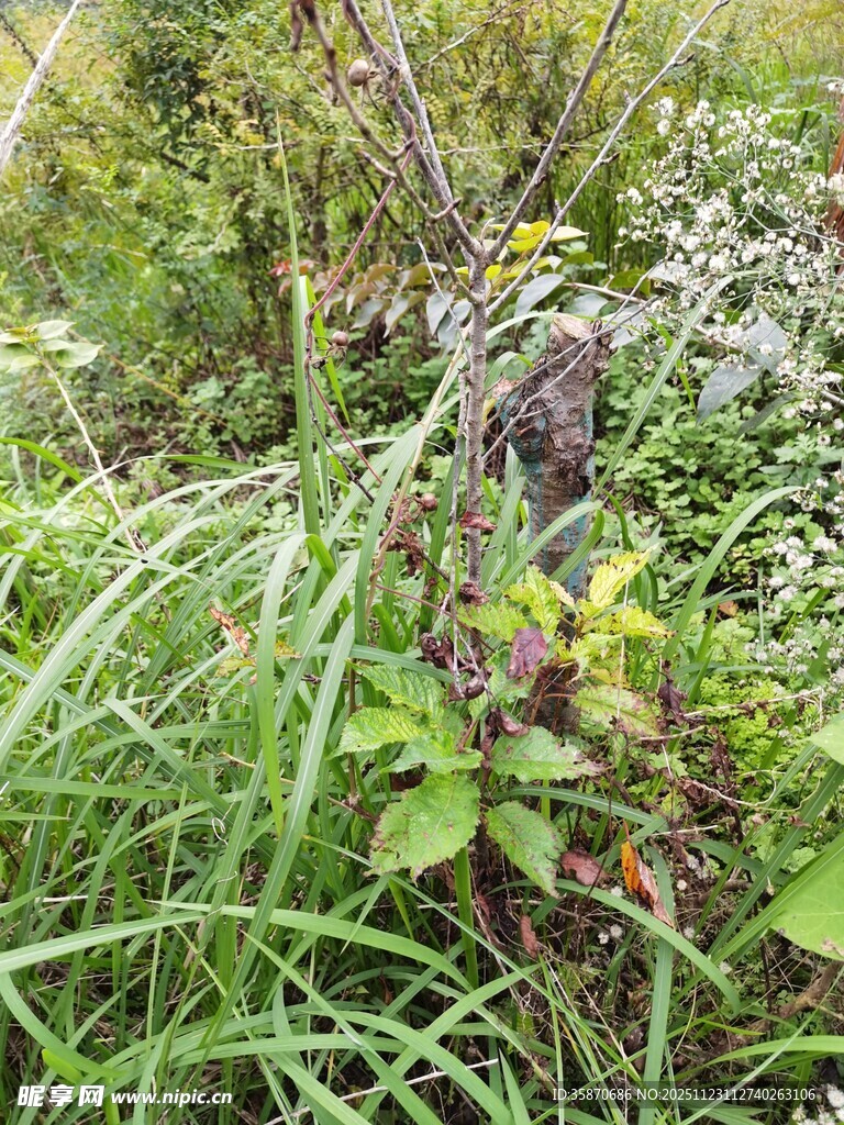 野外繁茂的杂草与植物