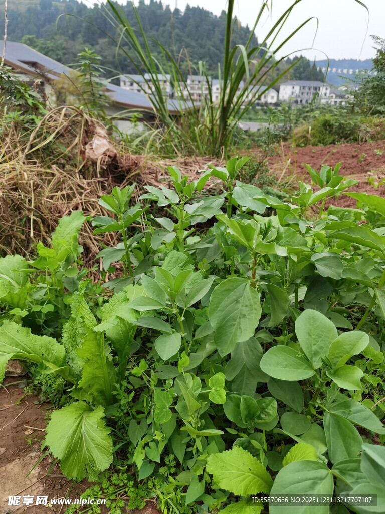 乡村菜园里的繁茂绿色植物