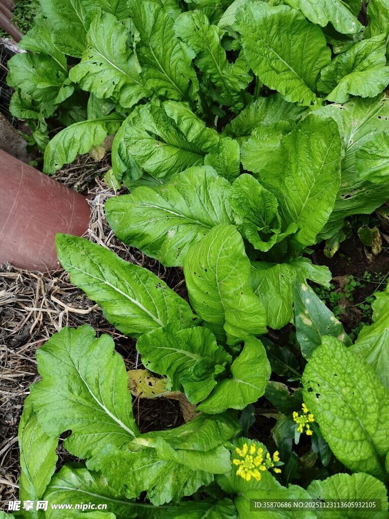 绿叶蔬菜生机勃勃的景象