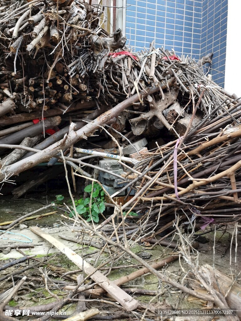 一堆杂乱树枝