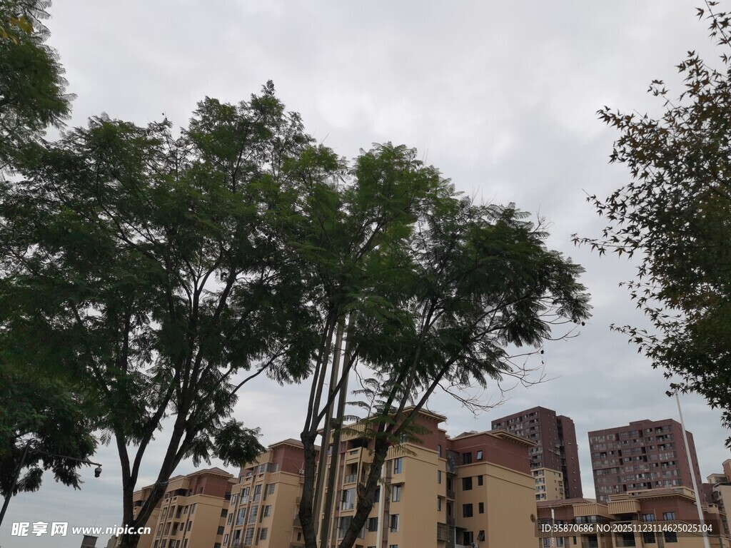 高楼旁的绿树景观