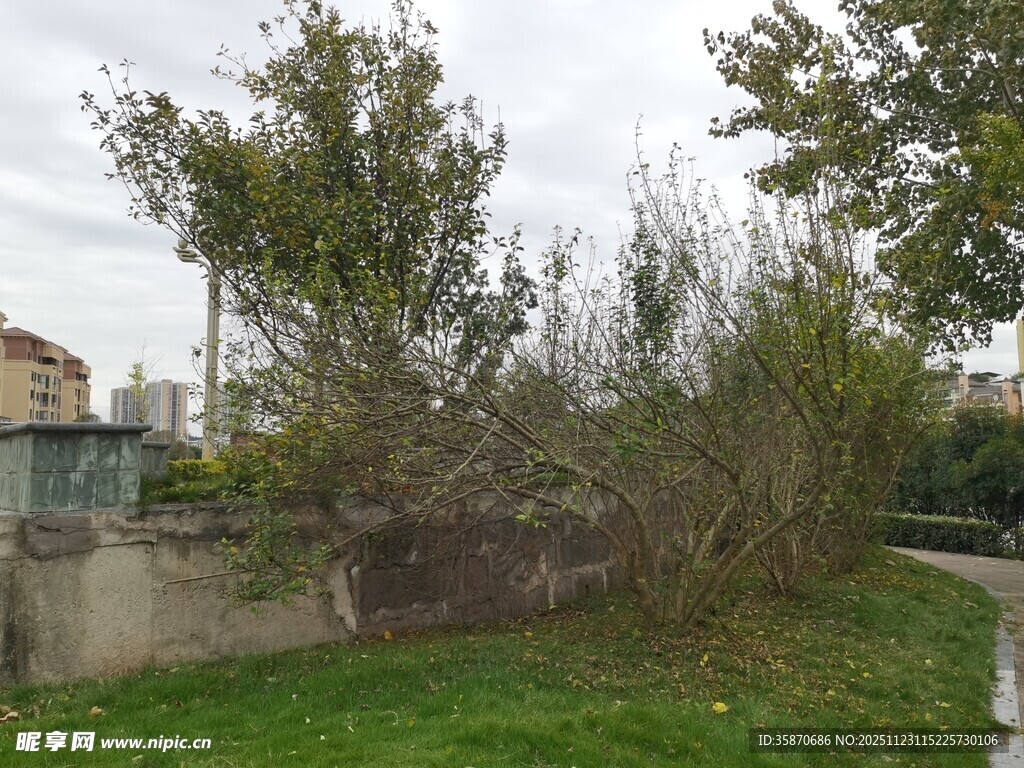 城市中的自然绿植景观